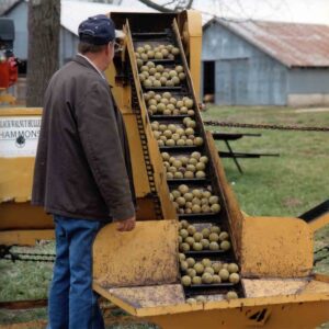 Missouri Black Walnuts